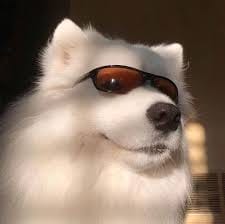 علیزے شاہ avatar