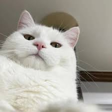 سحر لطيف avatar