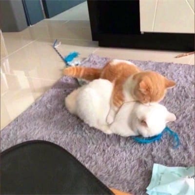 خواجہ عاصف avatar